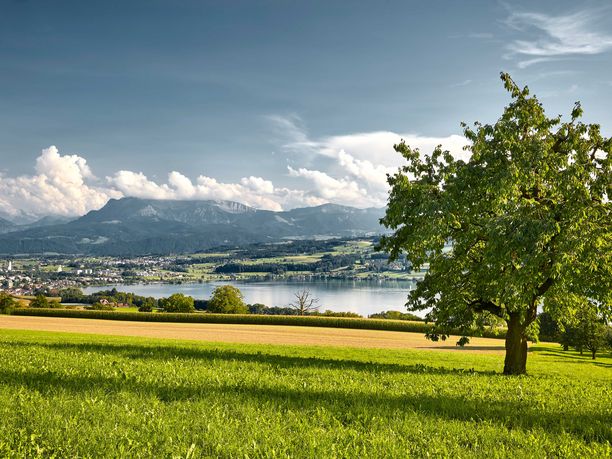 Podcast Folge: Die Luzerner Kunstwelt